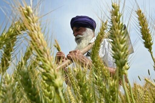A farmer inspects wheat crop in his field on the outskirts of Amritsar on April 3, 2025