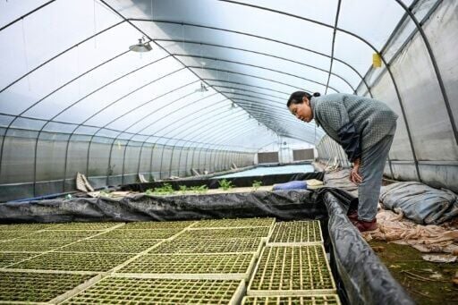 Li remotely operates hydroponic greenhouses with the help of his 62-year-old mother Wu Dimei