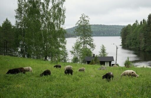 Finns flock to 'shepherd weeks' to disconnect on holiday