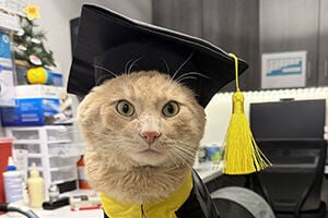 Cat who survived coyote attack celebrates quarantine release with quirky party