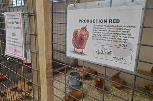 Facing egg shortage, Americans bring chickens home to roost