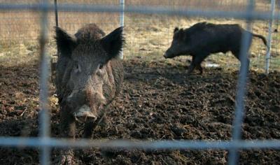 Wild pigs from ADN