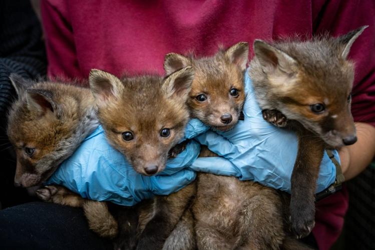 Foxes could provide “early warning system” to monitor antibiotic resistance spread
