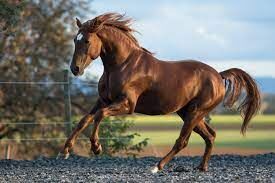 Horse stock