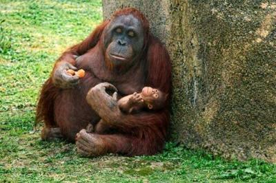 A critically endangered Bornean orangutan holds her newborn at Madrid Zoo Aquarium after the infant's birth on April 2