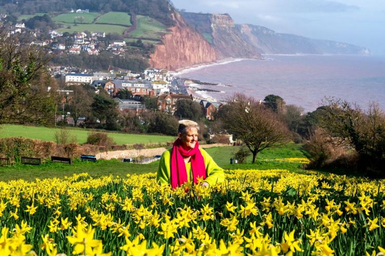 100,000 daffodils planted as part of £2m gift from Canadian banker are in bloom