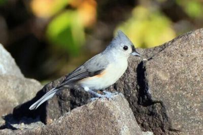 Scientists say that noise pollution is impacting bird behaviour, stress levels and reproduction.