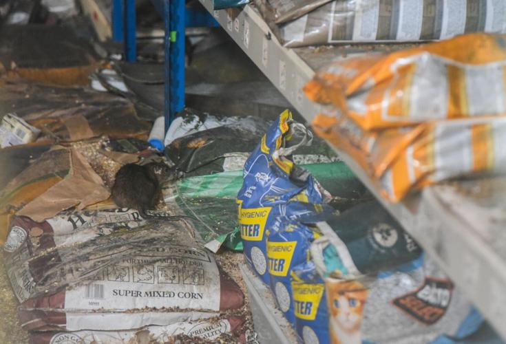 Rogue rats living in abandoned pet shop wreaking havoc in market town