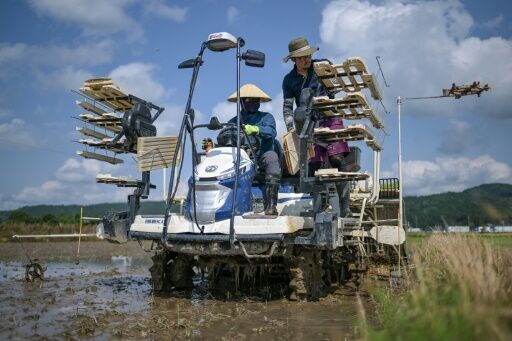 Rice prices Japan's hot political issue, on and off the farm