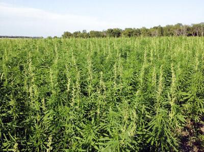 Alabama Cooperative Extension System to host hemp meeting in Montgomery