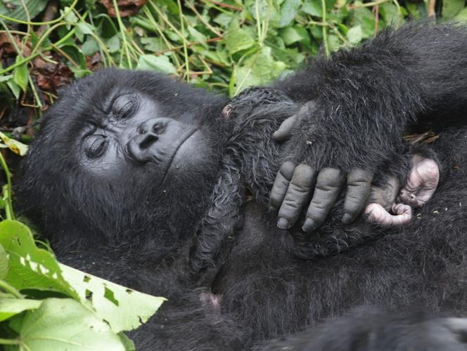 Baby gorilla born to 12-year-old mother in Virunga National Park