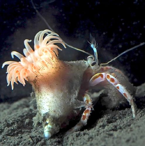 Pink sea anemone discovered that builds a home for hermit crabs
