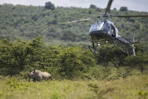 How to move a rhino