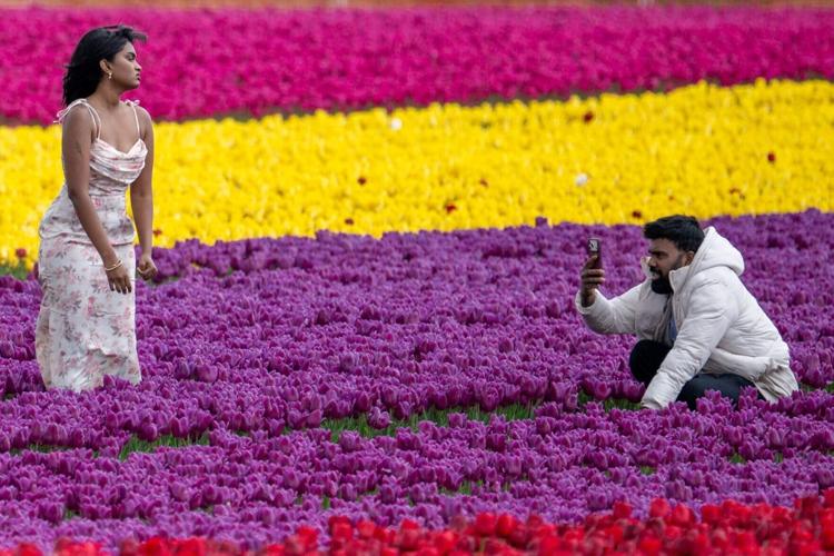 Nine million tulips return to bloom just five minutes from King’s Estate