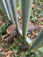 Oh, deer! Fawn gets stuck in metal fence