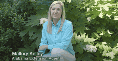 Simply Southern show highlights landscaping Alabama yards
