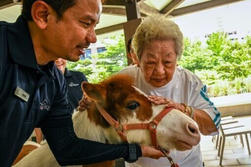 Singapore seniors hoof it to horse therapy