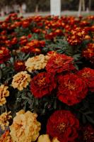 Year-round care and maintenance for perennials