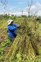 Burn land or plant trees? Bolivian farmers weigh their options