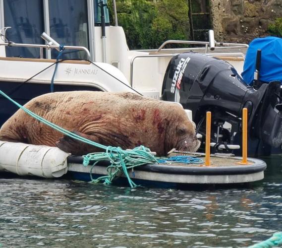Walrus pictured resting at Scottish harbour as locals warned not to approach