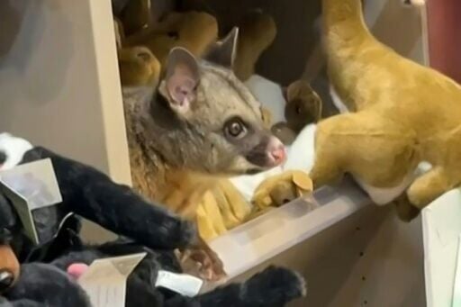 A wild possum makes itself comfortable with toys in a shop at Hobart Airport in Tasmania