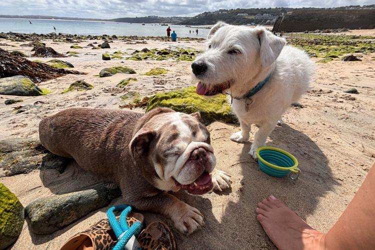 Massive 32kg dog weighing same as baby hippo sheds pounds and gets new home
