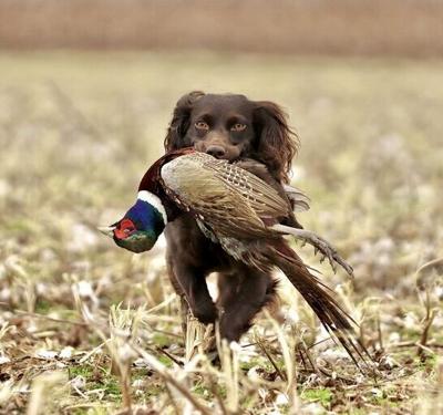 2025 Sporting Dog Photo Contest winner