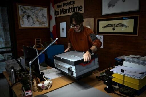 More research is needed to study the elusive ermines, whose natural snowy habitat is threatened by climate change.