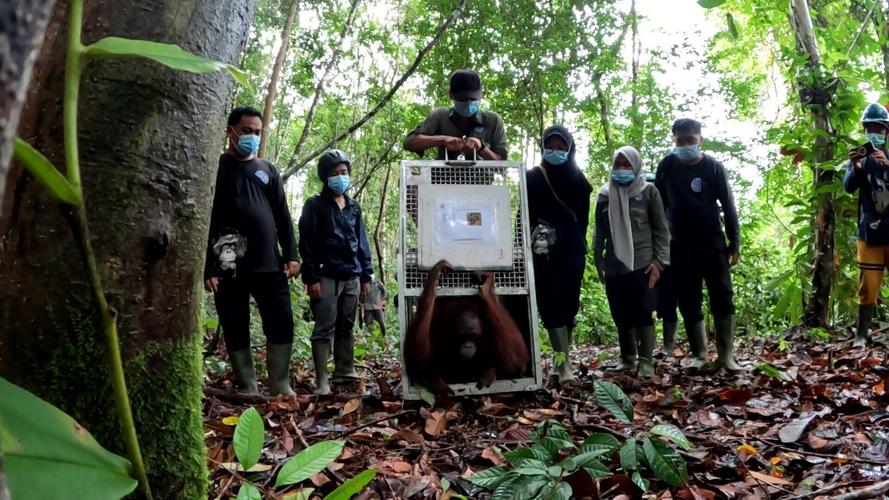 Three critically endangered orangutans released after graduating “forest school”