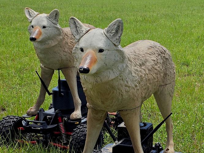 How these cyborg coyotes protect military bases