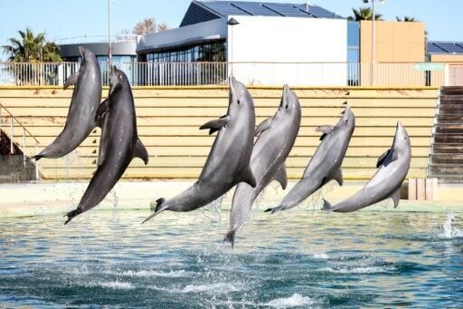 Demand for re-homing dolphins has risen with the closure of marine parks across Europe
