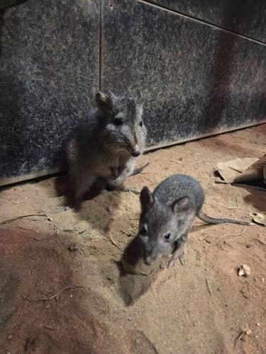 Two rare new arrivals in time for Mother’s Day at family-run farm