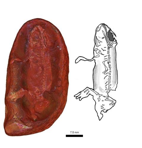 Newly identified frog-like creature named by student scientists after their mums