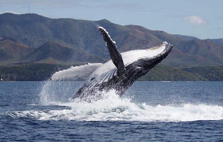 Older male whales more successful at mating as they’re better singers, shows study