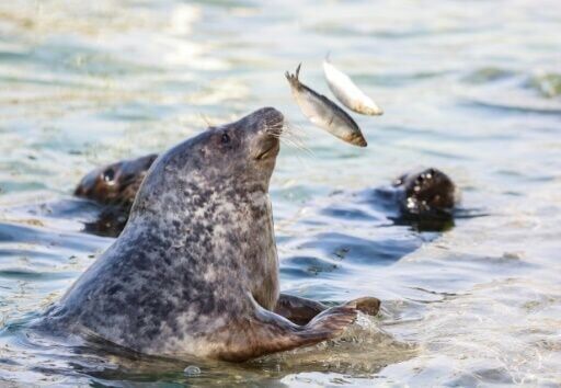 Lithuania bids to save Baltic seals as ice sheets recede