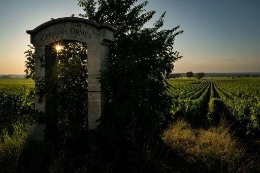 600-year-old pinot noir grape found in medieval French toilet