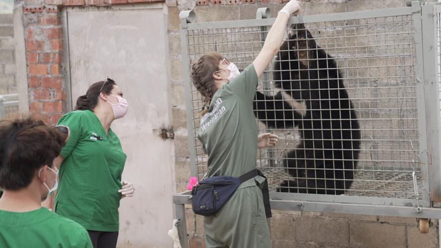Record rescue frees 27 bears from illegal bile farm