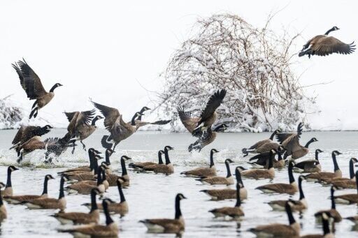 New research reveals where N. American bird populations are crashing