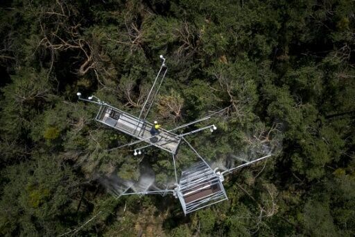 Facing climate change, Swiss trees get mist before they're missed