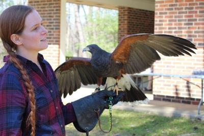 Alabama Hawkers Association brings falconry to the Black Belt