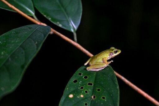 'Frogging' takes off in Borneo's jungle