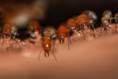 Private pesticide applicator training to be held at Black Belt Extension Center