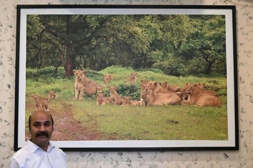 More than three decades of rigorous conservation in India's Gir National Park helped expand the lions' range