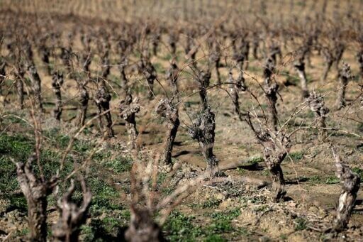 Wine consumption falls heavily into the red