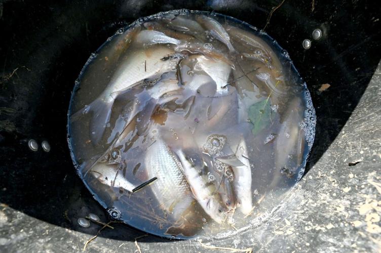 Hundreds of fish rescued three months after dramatic breach of Whitchurch canal
