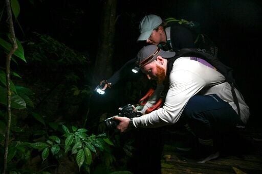 'Frogging' takes off in Borneo's jungle