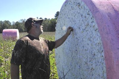 Harvesting Dallas County’s economy: Cotton crops good this year