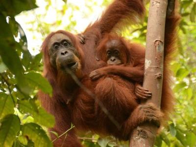 orangutan_featured