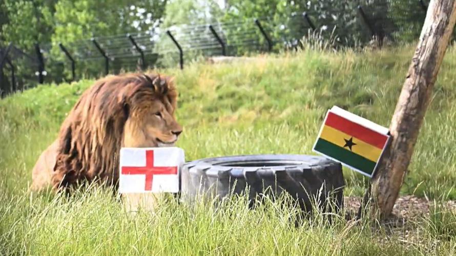 Animal sanctuary lions predict England will roar to victory against Croatia