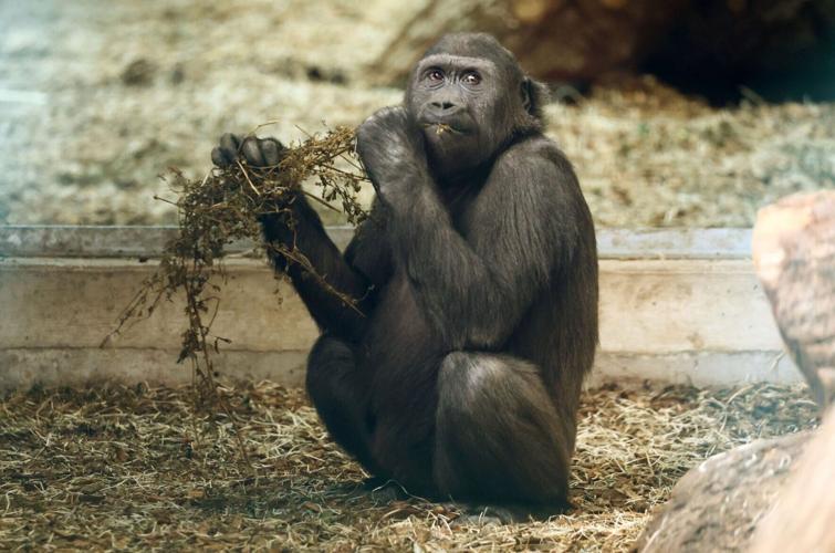 SWNS_BRISTOL_GORILLA_11